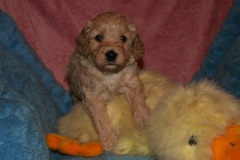 Yellow Girl, week 5, 3lb 14oz<br>