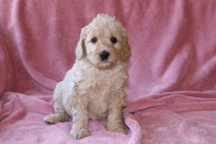 Yellow Girl, week 6, 5lb 2oz<br>Available Now