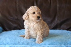 Yellow Girl, week 7, 5lb 8oz<br>Available Now