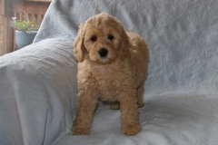Yellow Girl, week 8, 7lb 1oz<br>Available Now