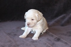 Red Girl, week 4, 2lb 5oz<br>