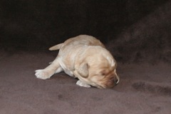 Green Girl, week 2, 1lb 2oz<br>
