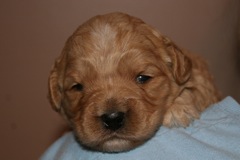 Green Girl, week 3, 1lb 13oz<br>