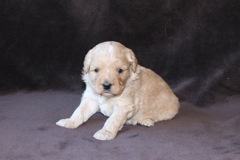 Green Girl, week 4, 2lb 9oz<br>