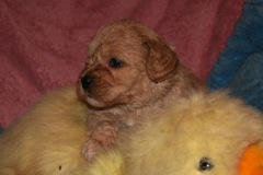 Green Girl, week 5, 3lb 7oz<br>