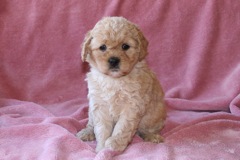 Green Girl, week 6, 4lb 5oz<br>Available Now