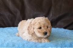 Green Girl, week 7, 4lb 3oz<br>Available Now