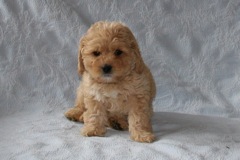 Green Girl, week 8, 3lb 9oz<br>Available Now