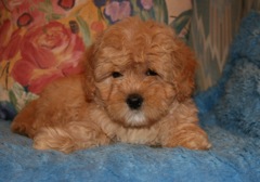 Green Girl, week 9, 4lb 10oz<br>Available Now