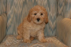 Green Girl, week 11, 6lb 5oz<br>Available Now