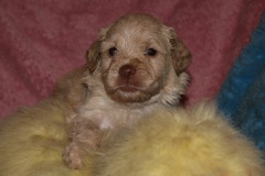 Red Girl, week 5, 3lb 4oz<br>