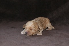 Blue Girl, week 2, 1lb 4oz<br>