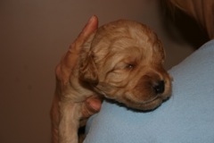 Blue Girl, week 3, 1lb 15oz<br>