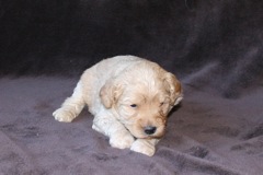 Blue Girl, week 4, 2lb 10oz<br>