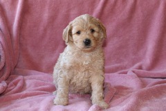 Blue Girl, week 6, 4lb 10oz<br>Available Now