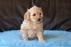 Blue Girl, week 7, 5lb<br>Available Now