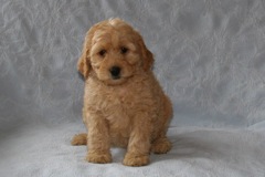 Blue Girl, week 8, 6lb 6oz<br>Available Now