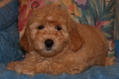 Blue Girl, week 9, 7lb 13oz<br>Available Now