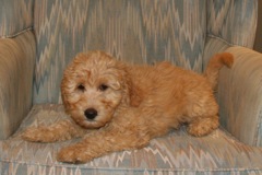 Blue Girl, week 11, 9lb 2oz<br>Available Now