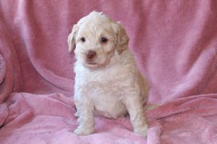 Red Girl, week 6, 4lb 3oz<br>Available Now