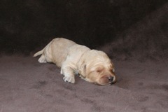 Red Boy, week 2, 1lb 3oz<br>