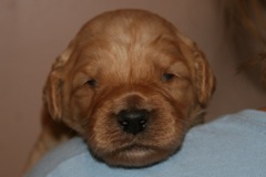 Red Boy, week 3, 1lb 13oz<br>