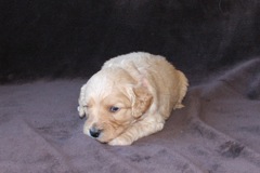 Red Boy, week 4, 2' 11oz<br>