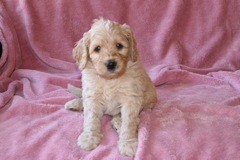 Red Boy, week 6, 5lb<br>Available Now