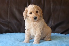 Red Boy, week 7, 5lb 10oz<br>Available Now