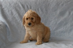 Red Boy, week 8, 6lb 7oz<br>Available Now