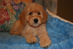 Red Boy, week 9, 8lb 12oz<br>Adopted By A Minnesota Family
