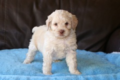 Red Girl, week 7, 4lb 10oz<br>Available Now
