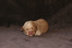 Orange Boy, week 2, 1lb 4oz<br>
