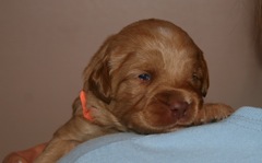 Orange Boy, week 3, 1lb 13oz<br>
