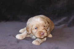 Orange Boy, week 4, 2lb 13oz<br>