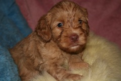 Orange Boy, week 5, 3lb 15oz<br>