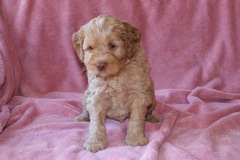 Orange Boy, week 6, 5lb 5oz<br>Available Now
