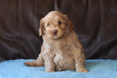 Orange Boy, week 7, 6lb 4oz<br>Available Now