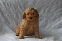 Orange Boy, week 8, 8lb 1oz<br>Available Now