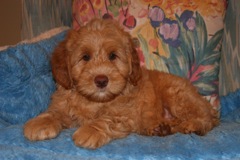 Orange Boy, week 9, 9lb 8oz<br>Available Now