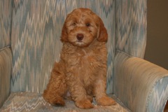 Orange Boy, week 11, 11lb 17oz<br>Adopted By A North Carolina Family
