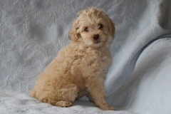 Red Girl, week 8, 3lb 110z<br>Available Now