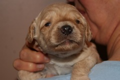 Yellow Boy, week 3, 1lb 9oz<br>
