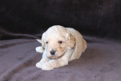 Yellow Boy, week 4, 2lb 4oz<br>