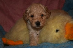 Yellow Boy, week 5, 3lb 3oz<br>