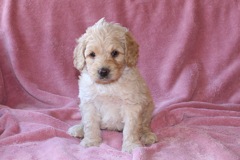 Yellow Boy, week 6, 4lb 5oz<br>Available Now