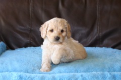 Yellow Boy, week 7, 5lb<br>Available Now