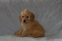 Yellow Boy, week 8, 5lb 15oz<br>Available Now