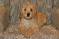Yellow Boy, week 11, 10lb 8oz<br>Available Now