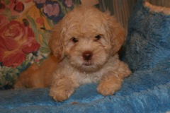 Red Girl, week 9, 4lb 11oz<br>Available Now